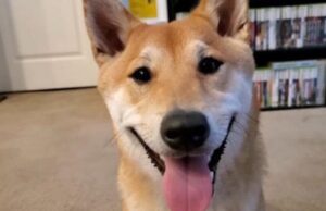 Perrito Juega Speedrun de NES Frente a 77.000 Espectadores
